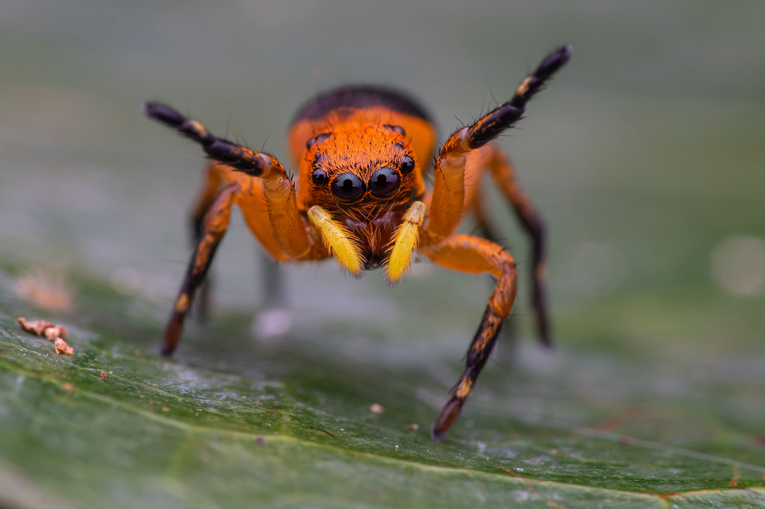 Fascination Macro-Photography - Springspinnen